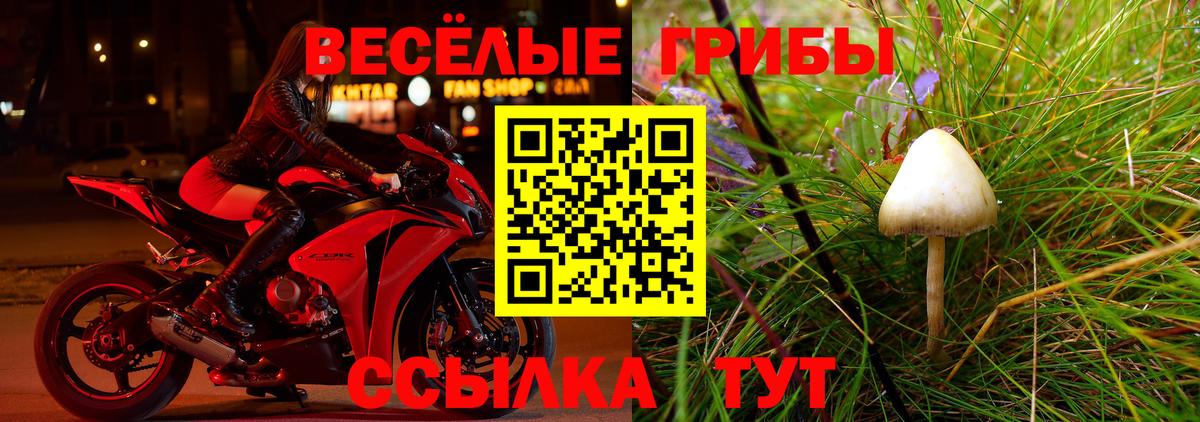 Галлюциногенные грибы GOLDEN TEACHER Каменск-Шахтинский